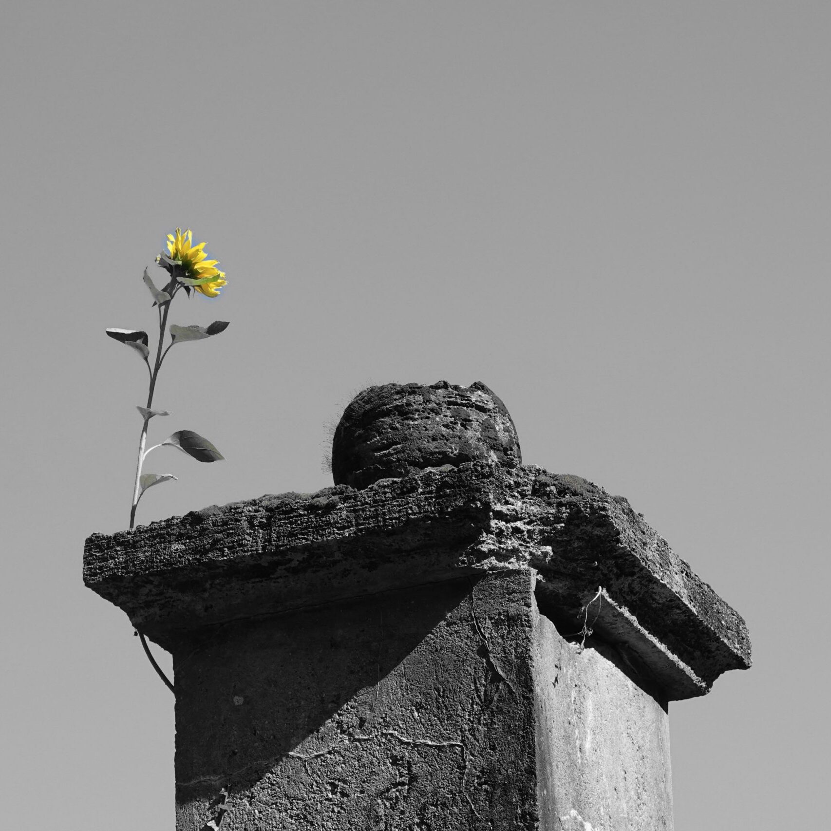 Sonnenblume Sonnenblume